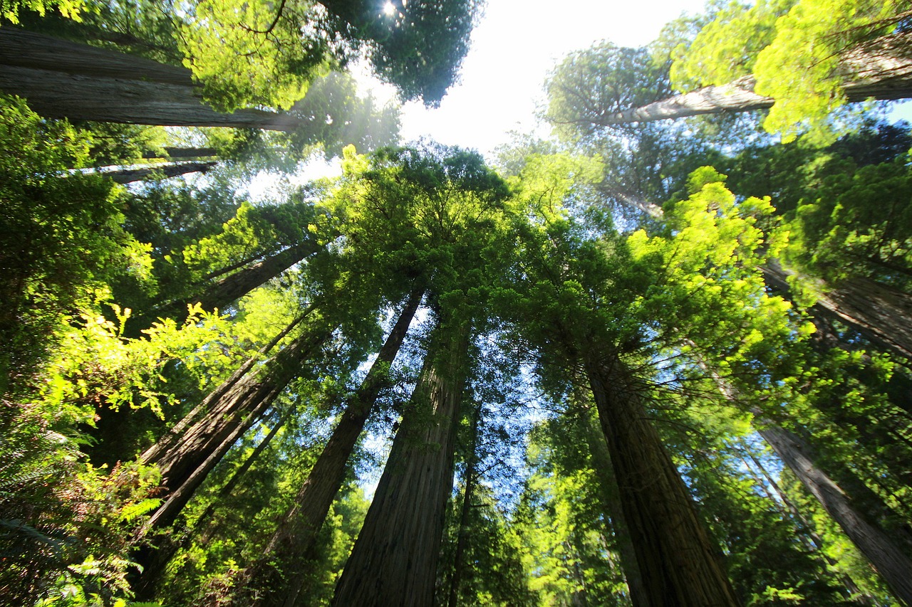 sequoia, forest, redwood-274158.jpg